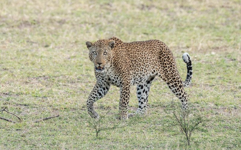 Exploring the Allure of Nyerere National Park