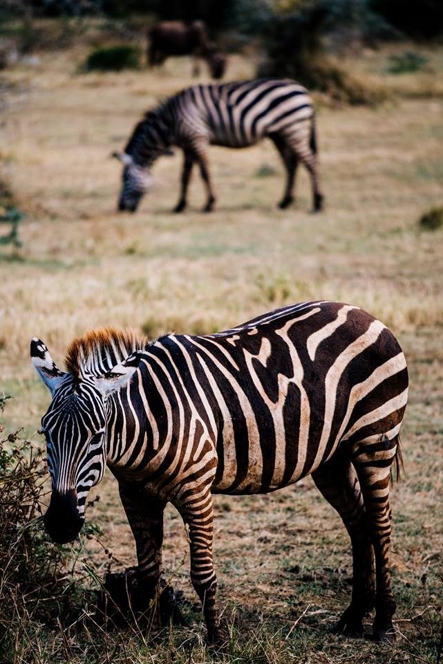 Exploring the Allure of Saanane National Park