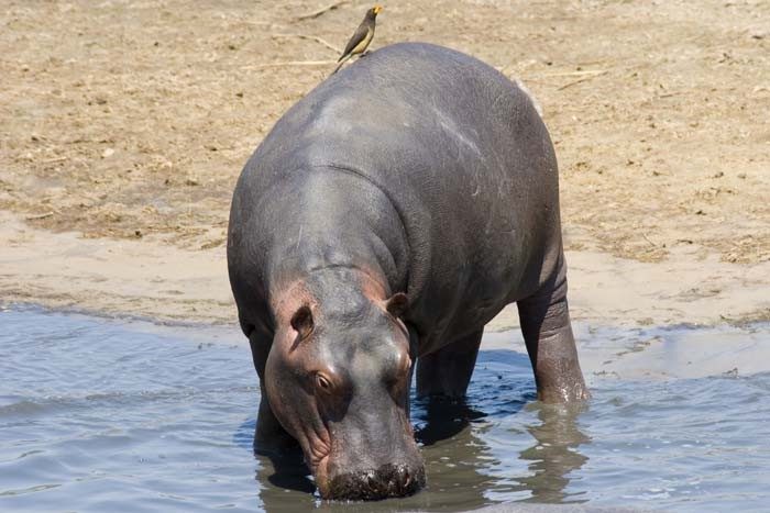 Exploring the Beauty of Katavi National Park