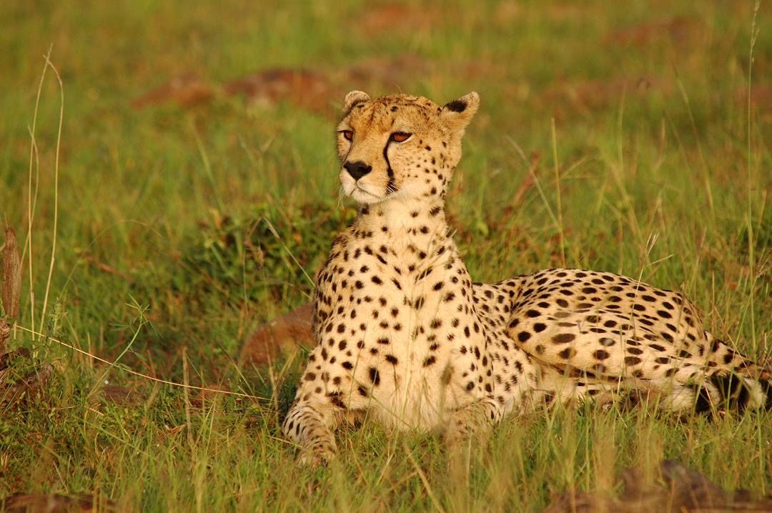 Exploring the Beauty of Mkomazi National Park