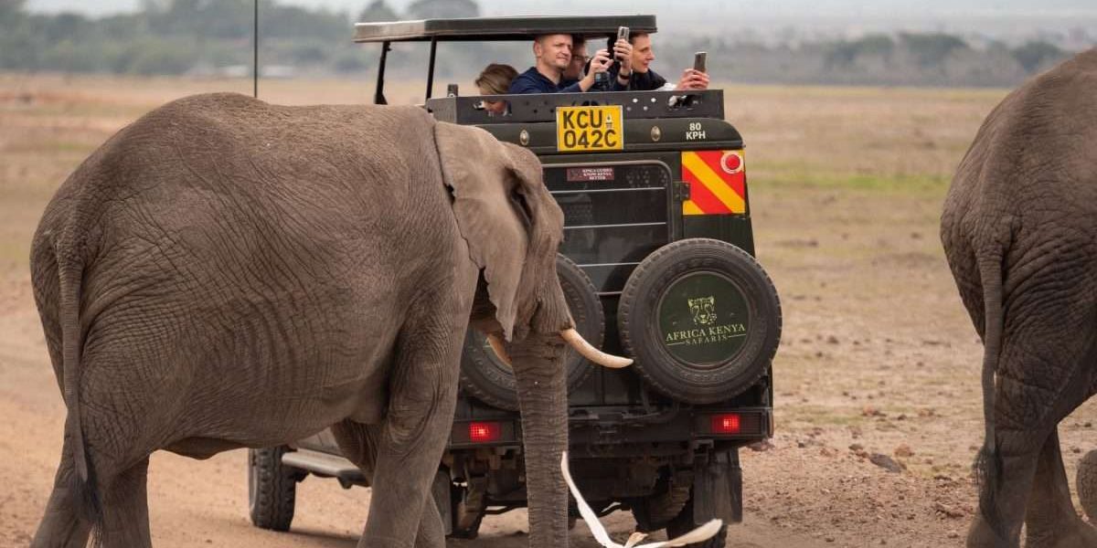 Exploring the Best African Safari Tours in Kenya and Tanzania
