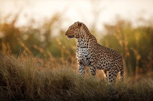 Exploring the Best of Tanzania: African Safari and Zanzibar Retreat