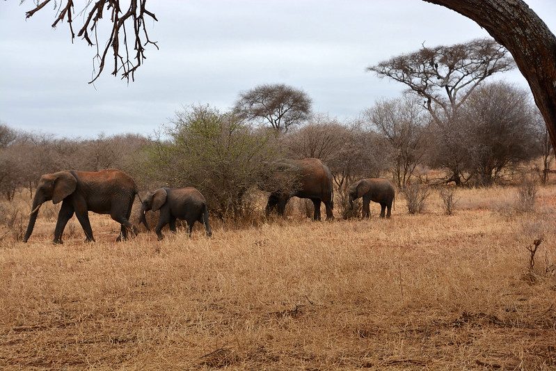 Exploring the cost of safari in tanzania