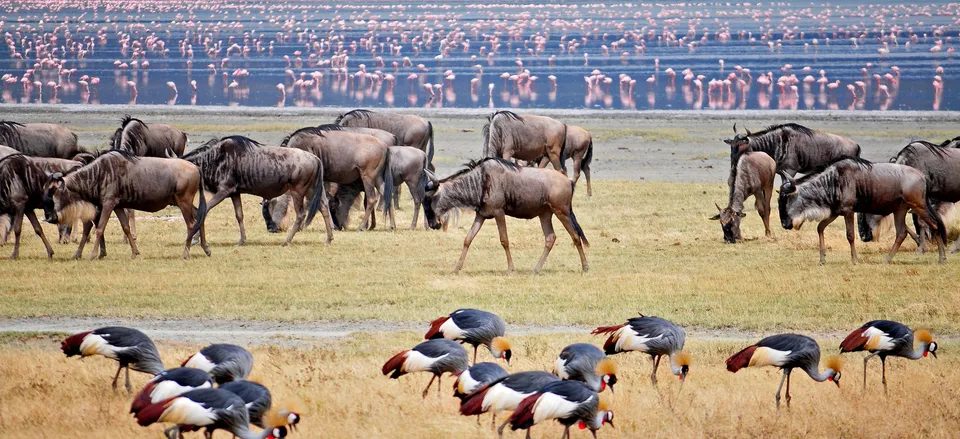 Exploring the Diverse Wildlife of Tanzania Safari