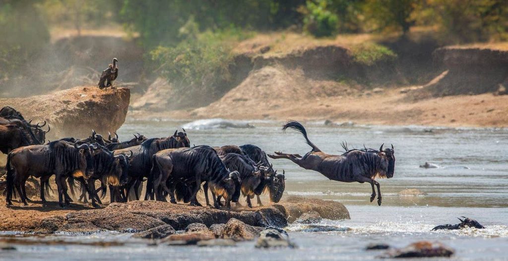 Exploring the Excitement: Serengeti National Park Activities
