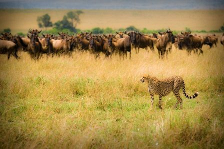 Exploring the Exciting Activities in Serengeti National Park