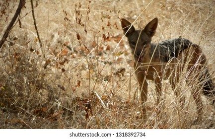 Exploring the Foxes of Ruaha National Park