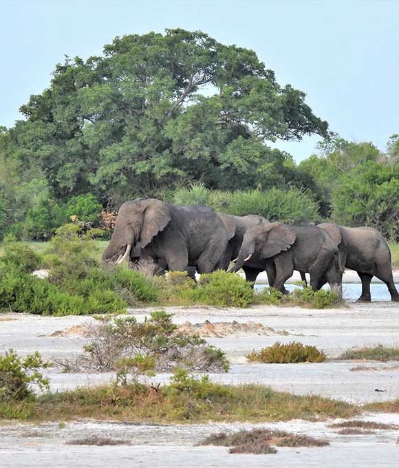 Exploring the Journey from Dar es Salaam to Saadani National Park