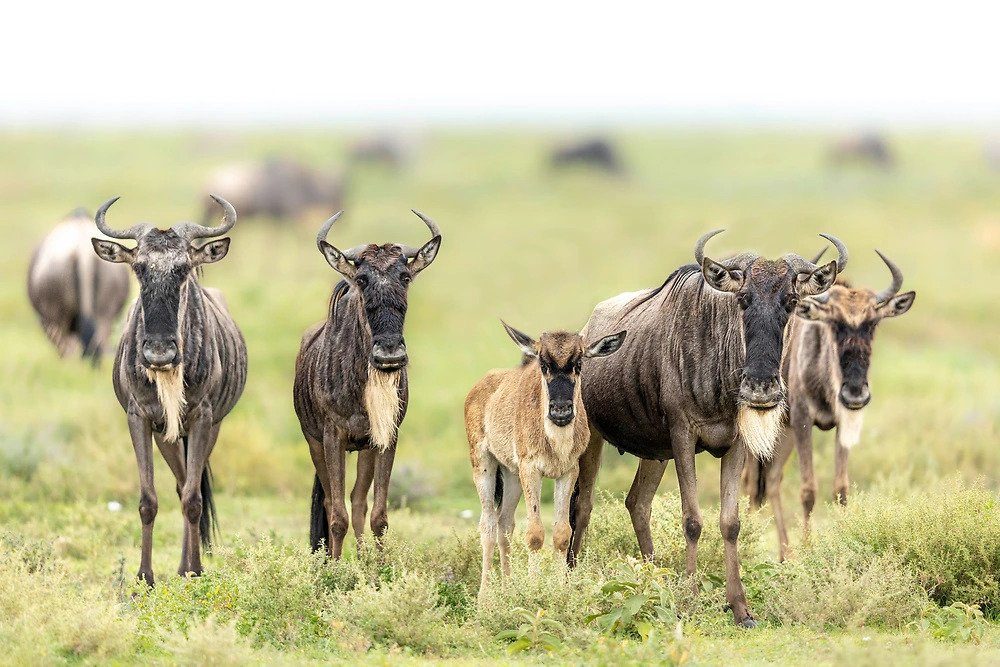 Exploring the ngorongoro conservation area