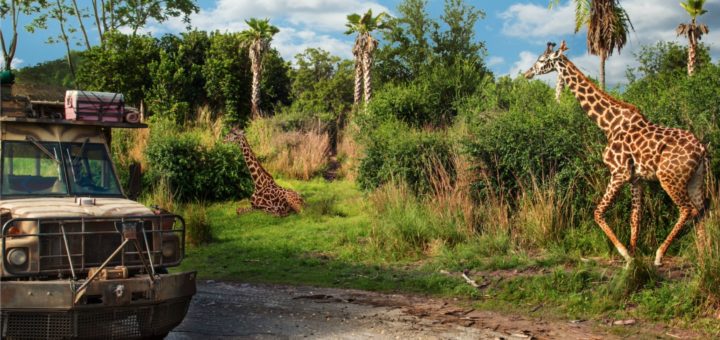 Exploring the Wonders of Africa with EF Tours Safari