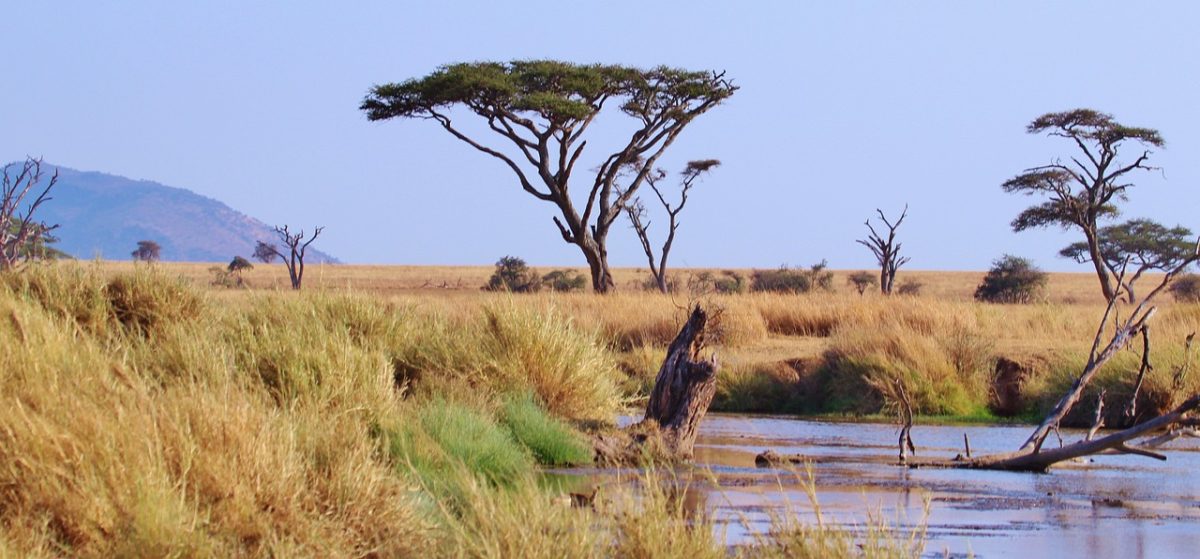 Exploring the Wonders of African Safari in Tanzania