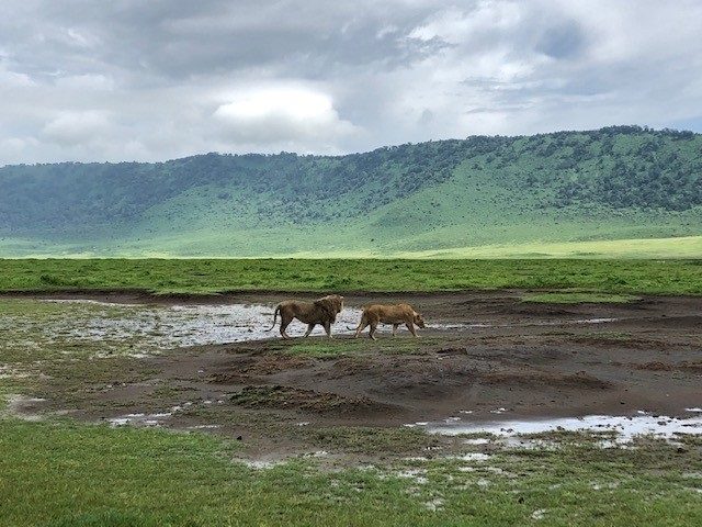 Exploring the wonders of ngorongoro crater
