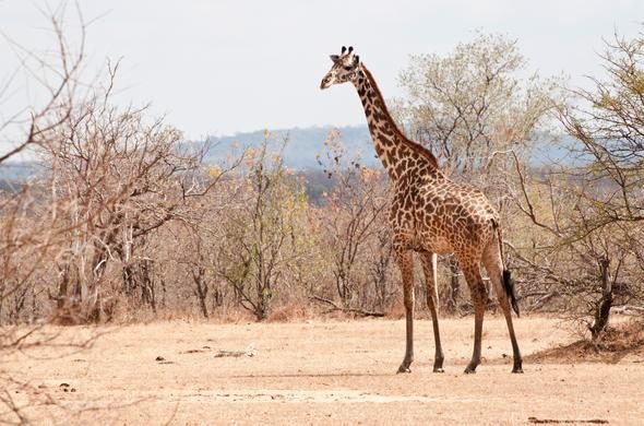 From Dar es Salaam to Selous Game Reserve: A Journey Through Tanzania's Wildlife Oasis