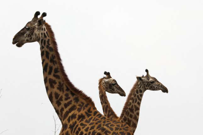 Giraffes in Tanzania: Conservation Efforts and Population Trends