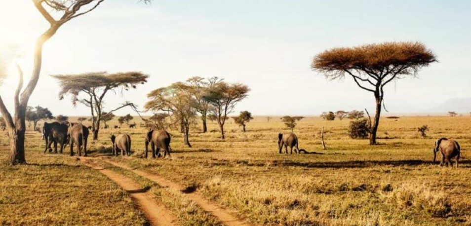 Gombe National Park Entrance Fees and Regulations
