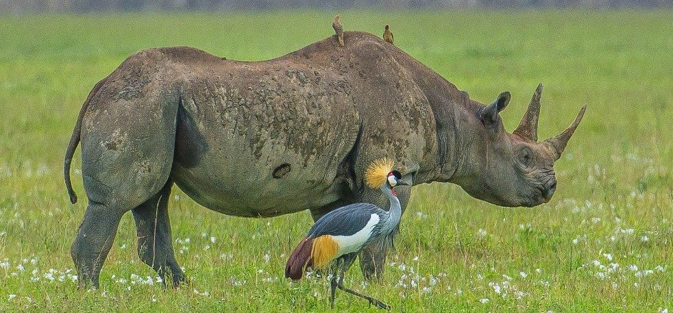 Ngorongoro Crater
