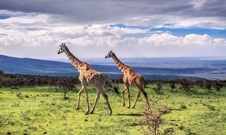 Ngorongoro Crater