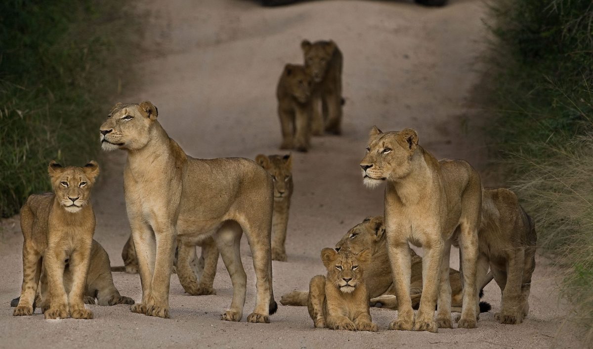 Ruaha National