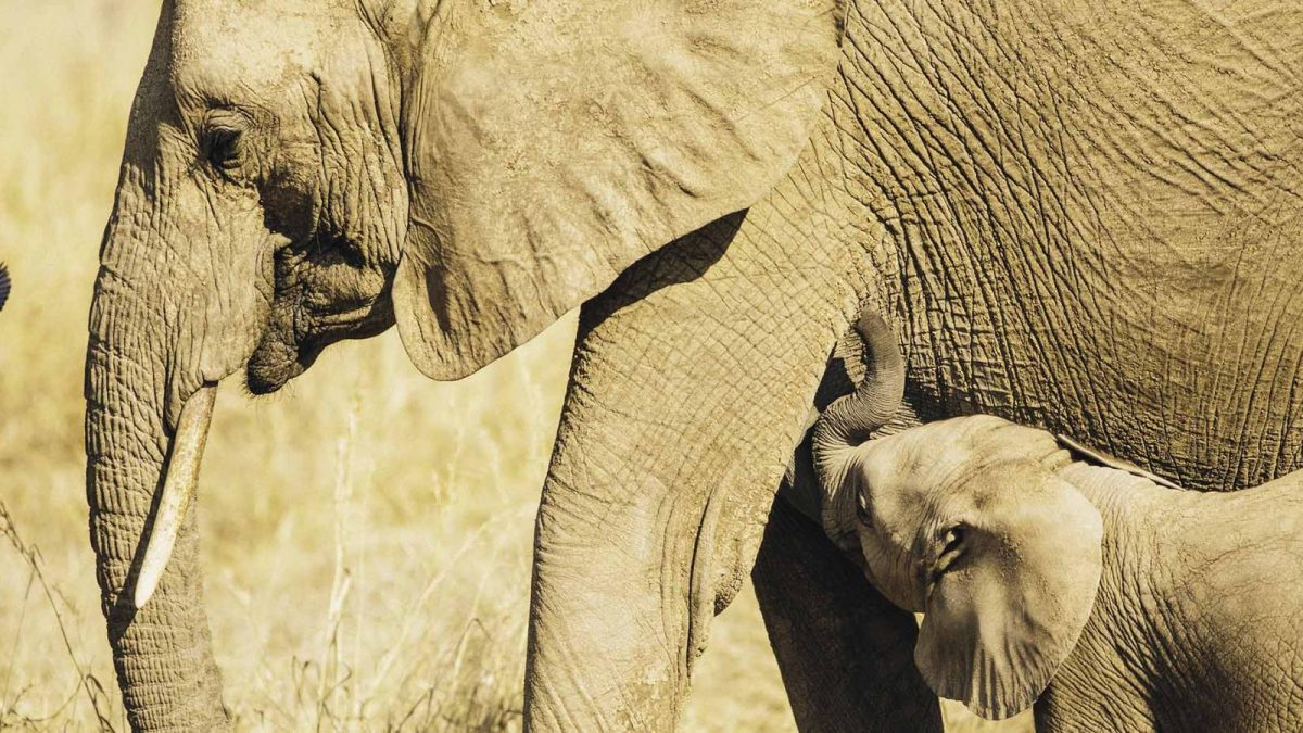 Ruaha National