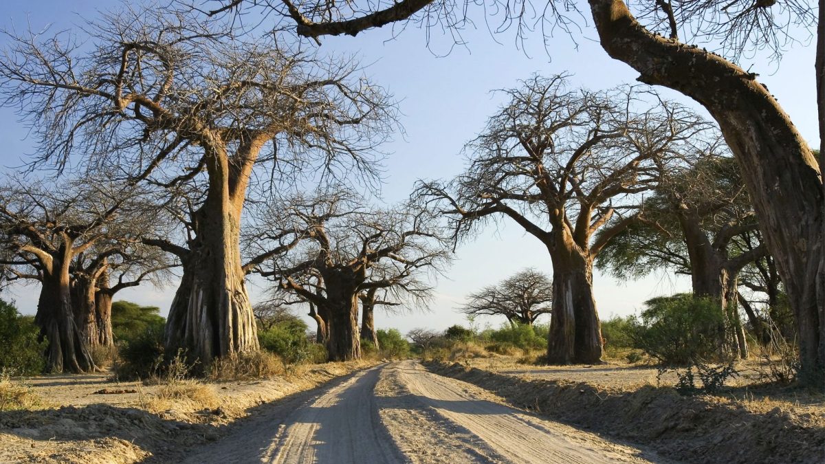 Ruaha National
