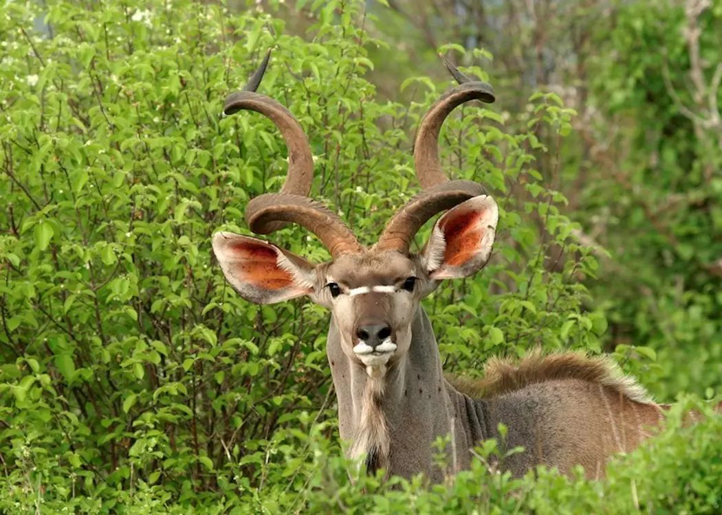 Ruaha National