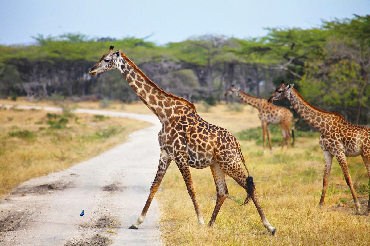 Selous Game