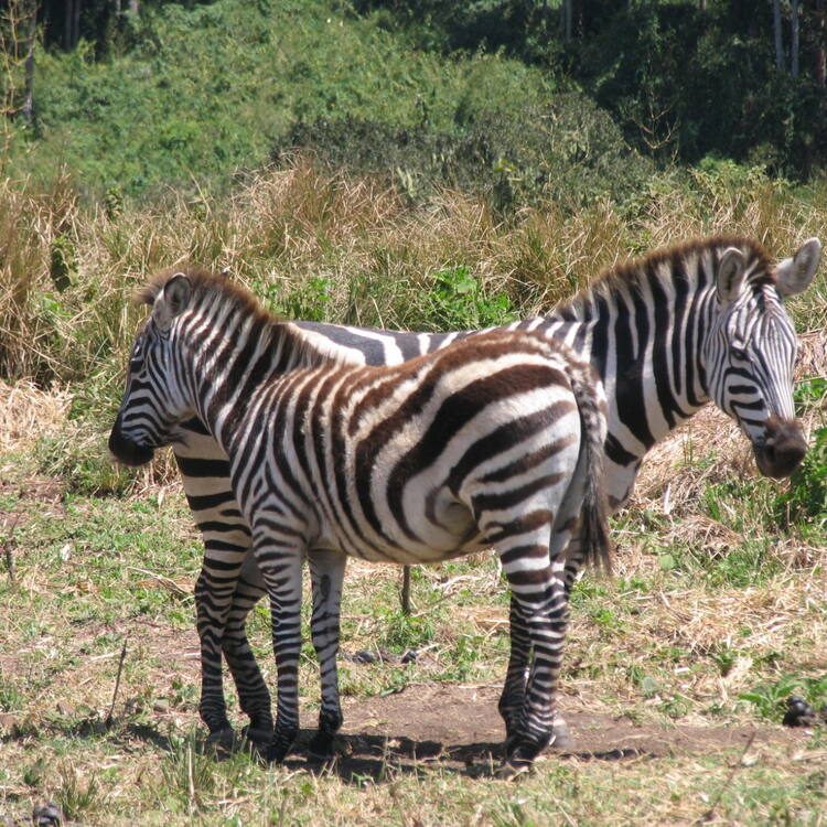 Serengeti National