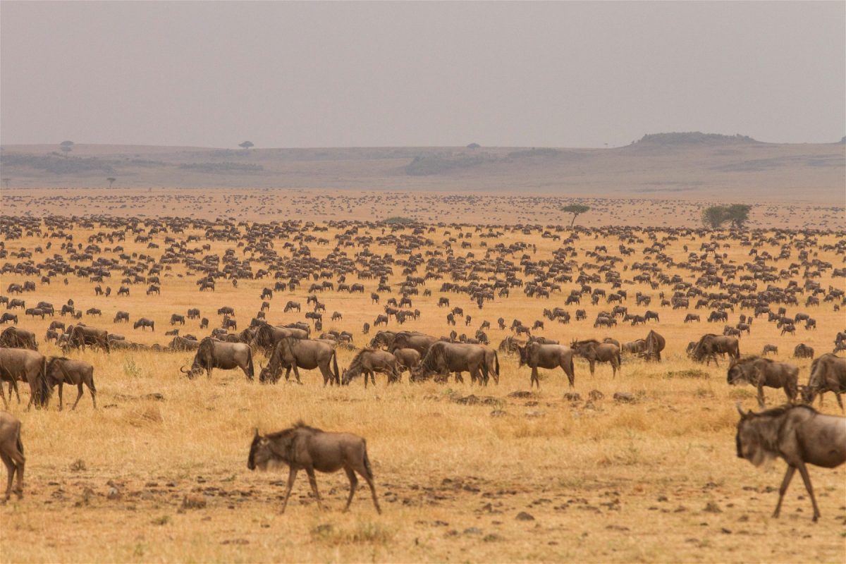 Serengeti National