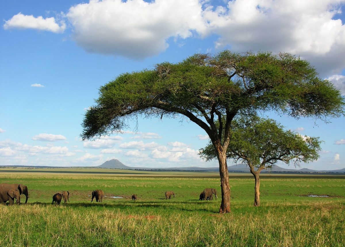 Tarangire National