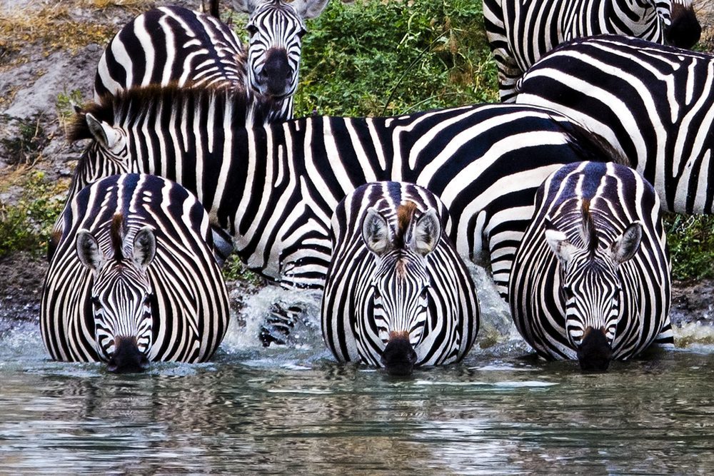 Tarangire National