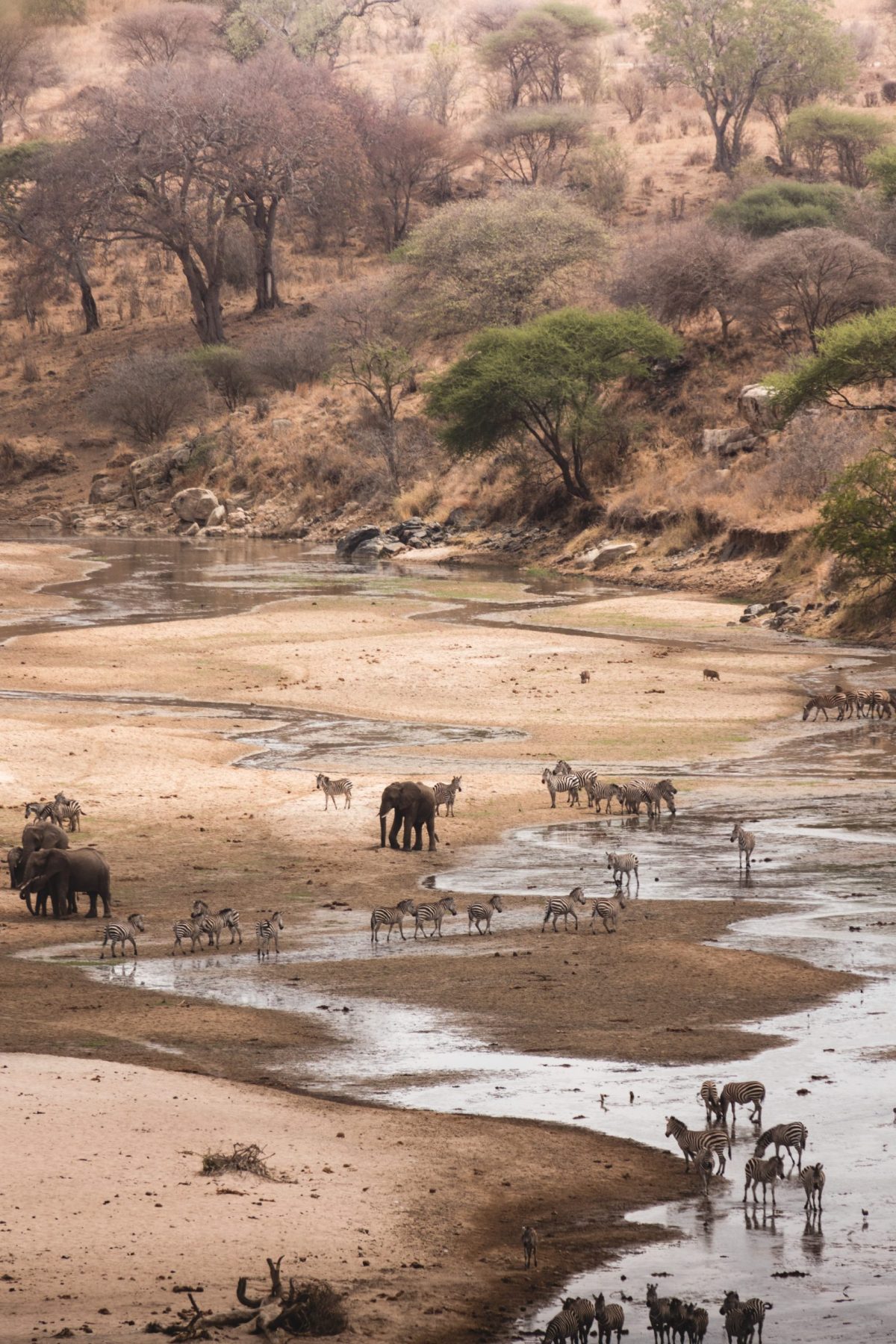 Tarangire National