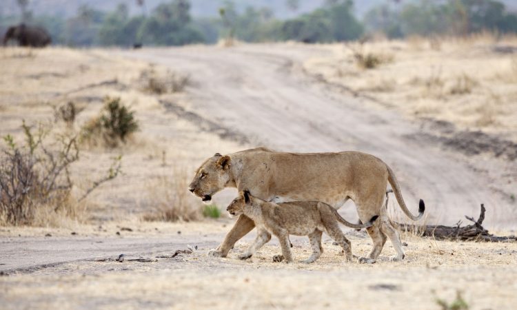 The Costs of Visiting Ruaha National Park: A Comprehensive Guide