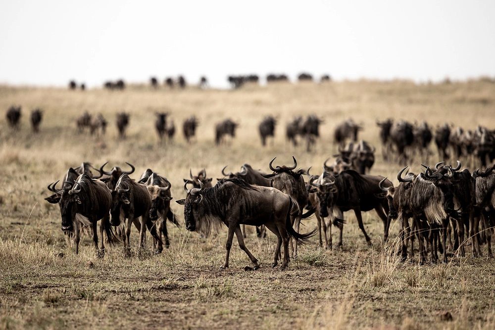 The Ngorongoro Crater in Tanzania: A Geological Wonder