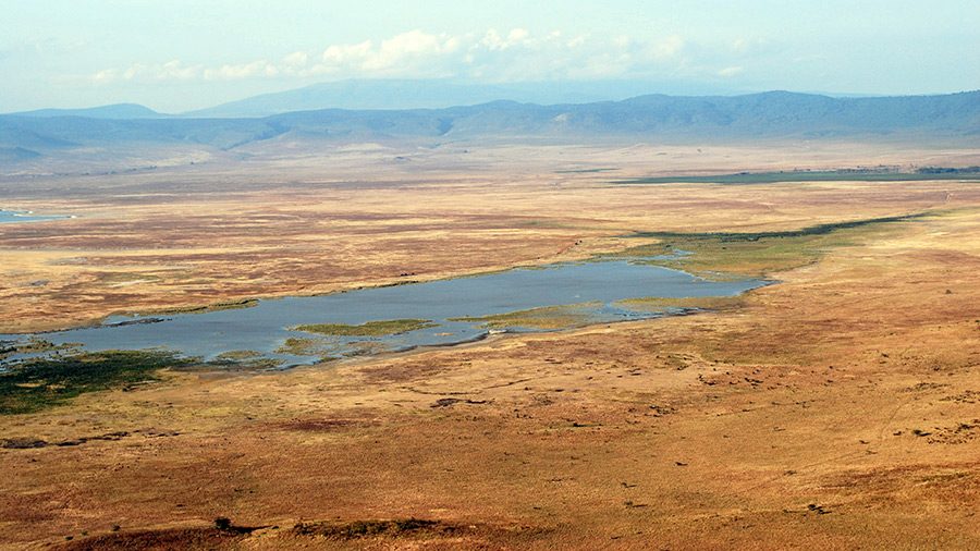 The Wildlife of Serengeti and Ngorongoro Conservation Area