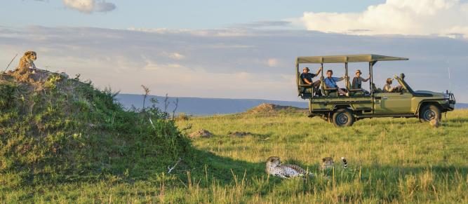 Top Tanzania Safari Companies: A Professional Guide