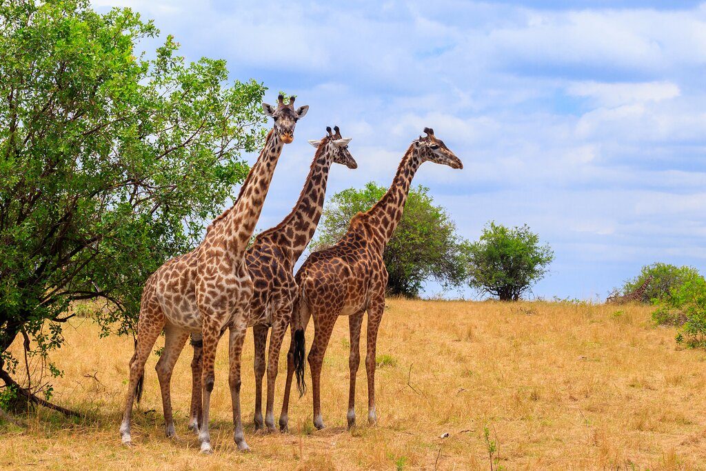 Top Tanzania Tour Operators: Expert Recommendations