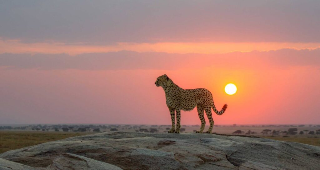 Ultimate 7-Day Tanzania Safari Experience