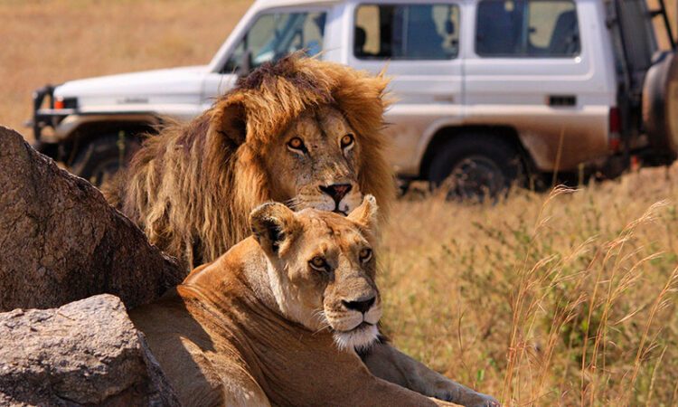 Ultimate Guide to 6-Day Tanzania Lodge Safari