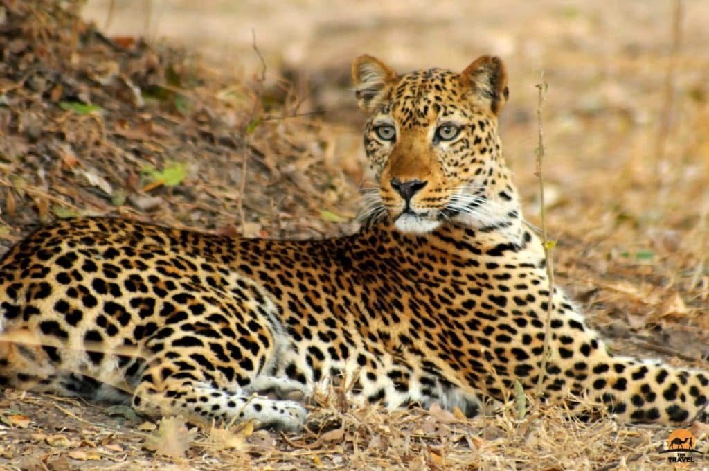 Ultimate Guide to Top Luxury Safaris in Tanzania