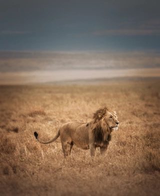 Ultimate guide to top tanzanian safaris