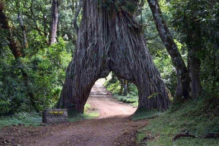 Understanding Arusha National Park Fees for Tanzanians