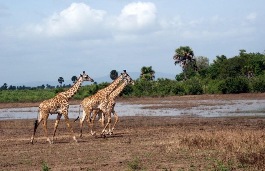 When Is the Best Time to Visit Selous Game Reserve?