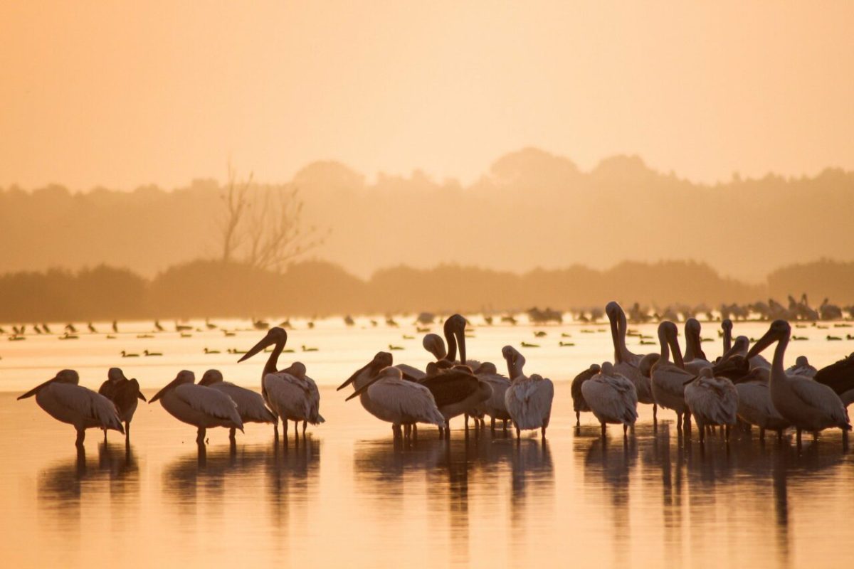 ‑day northern circuit lake eyasi safari with jovial — Sunset Africa Safari