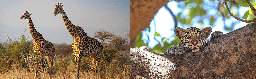Exploring Camps in Ruaha National Park
