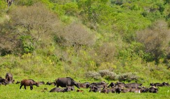 Arusha National