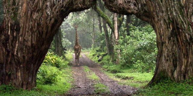 Arusha National