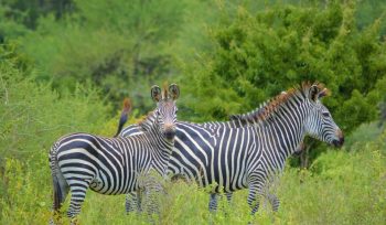 Arusha Serengeti