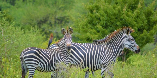 Arusha Serengeti