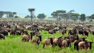 Interacting Serengeti