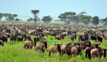 Interacting Serengeti